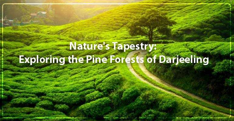 Nature's Tapestry: Exploring the Pine Forests of Darjeeling