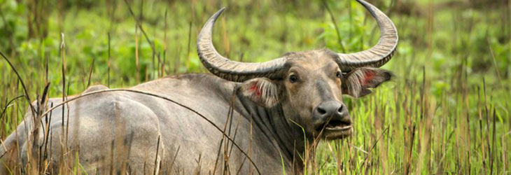 Kaziranga National Park