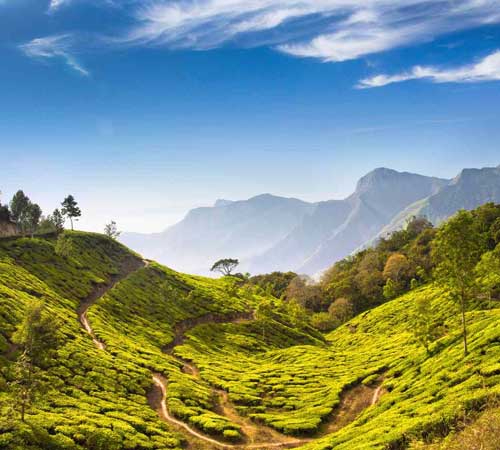 04 Nights/05 Days Munnar, Thekkady & Alleppey Tour Package